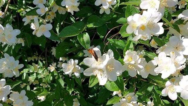 Шикарный куст Жасмина. А запах просто обалденный!!! 🌸🌸🌸 смотреть онлайн