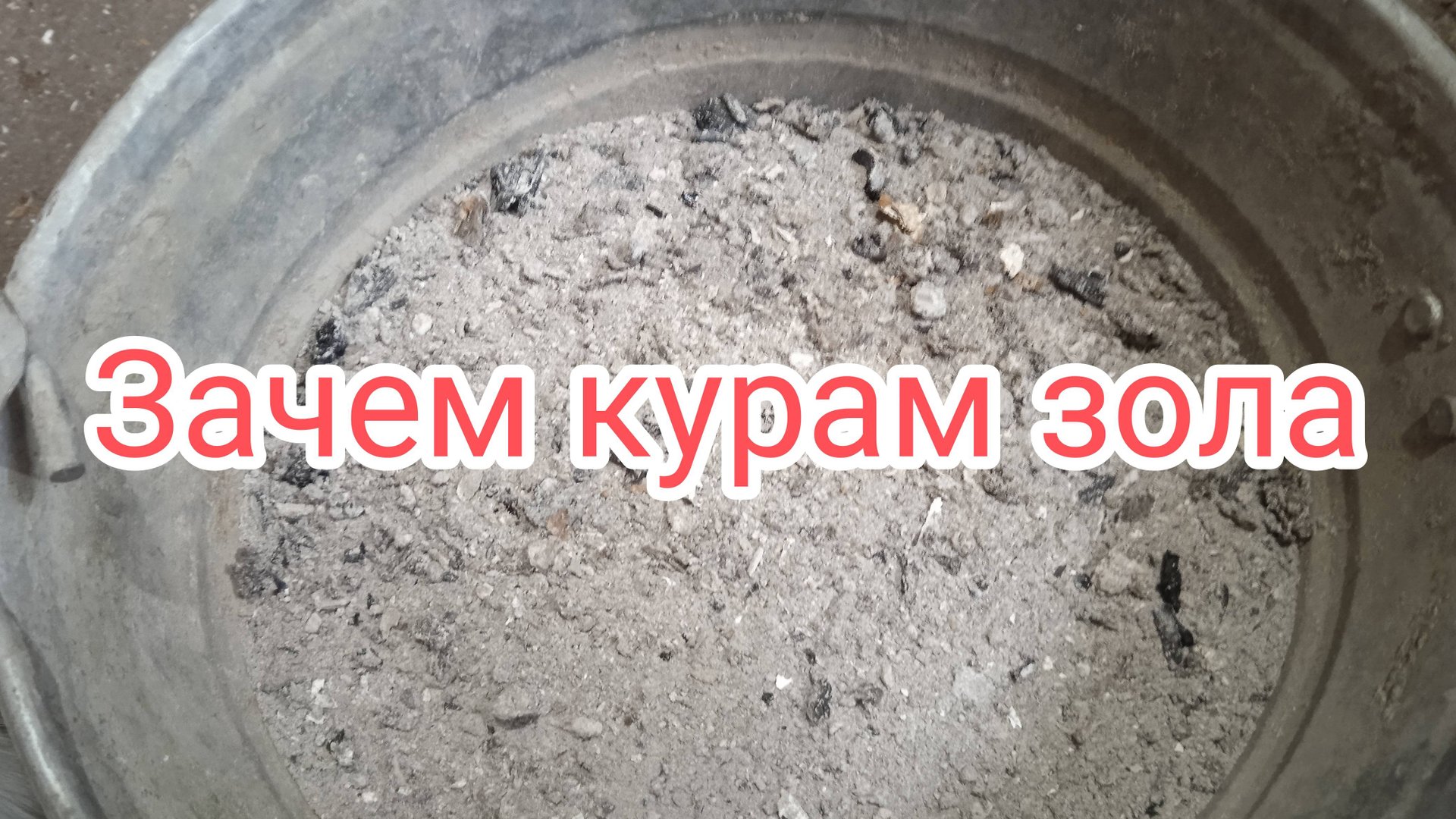 Куры-несушки. Зачем зола курам и какую можно давать смотреть онлайн