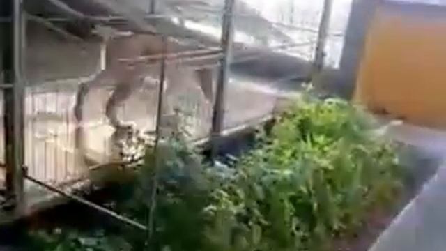 Велес смотреть онлайн
