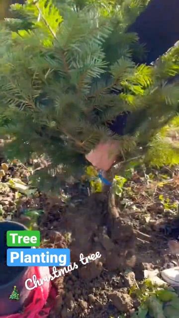 Planting a Christmas tree in the garden / romanian genuine fir tree смотреть онлайн