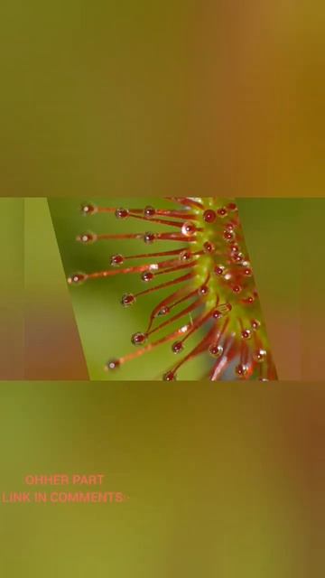 carnivorous plants|| मांस खाने वाले पौधे|| मांसाहारी पौधा|| mansahari paudha || part 3 смотреть онлайн