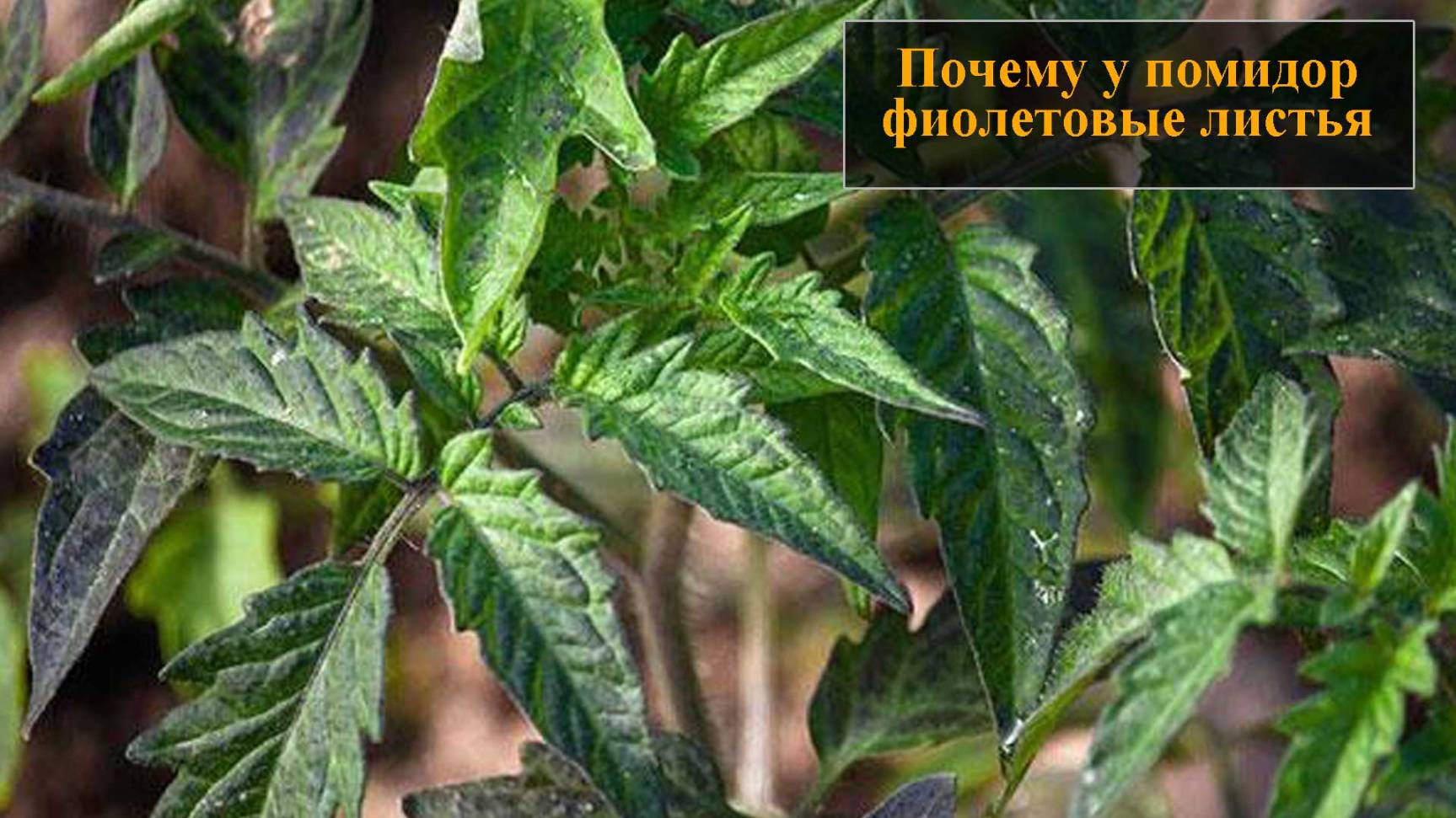 У помидор фиолетовые листья смотреть онлайн