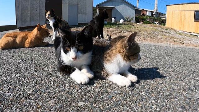 【猫島】猫の集会を撮影していたら、人懐っこいハチワレ猫と三毛猫も寄って来た смотреть онлайн