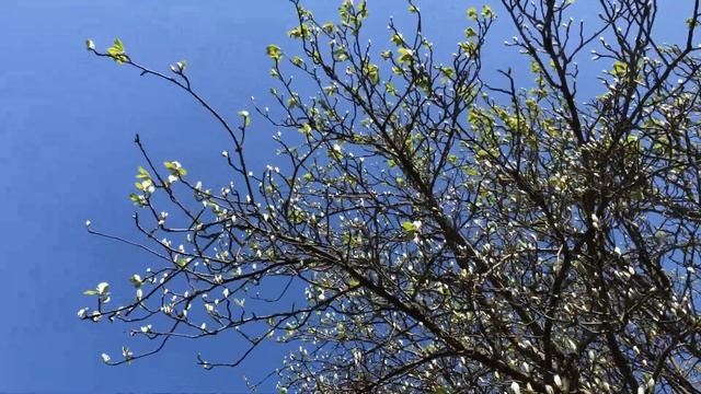 Whitebeam - branches, twigs & leaves - April 2021 смотреть онлайн