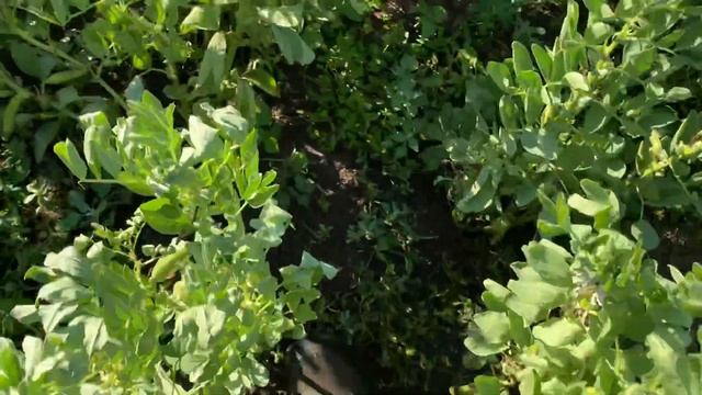 Порічки вродили!!Суниця мене радує! смотреть онлайн