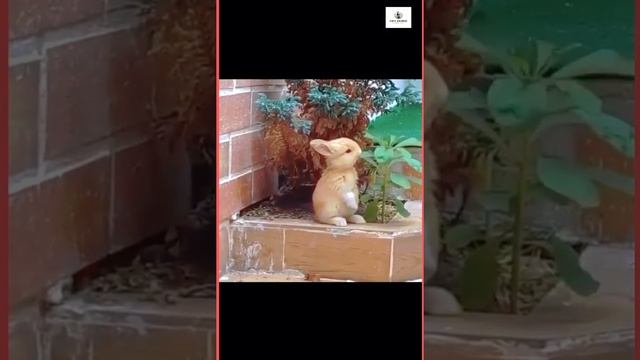 Cutest thing in this world not humans ❤️❤️❤️ смотреть онлайн