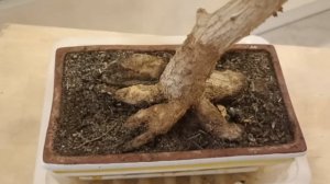 Фикус-бонсай - пересадка в кашпо. https://youtu.be/E-mEwkncRaI?si=qkEEZ1Lt2nlAuBAu