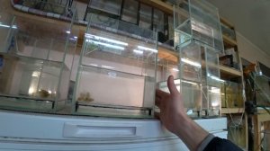 Будни Аквариумиста. Забрал личинку Тернеции с нерестовиков.