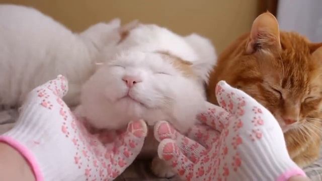 Fat Cat Mat Fat Cat Shiro kids Funny Videos смотреть онлайн