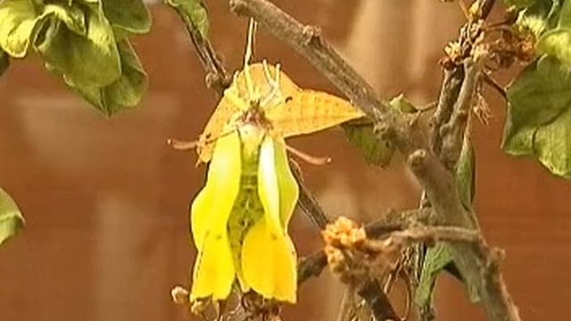 Brimstone Emerging from it's chrysalis смотреть онлайн