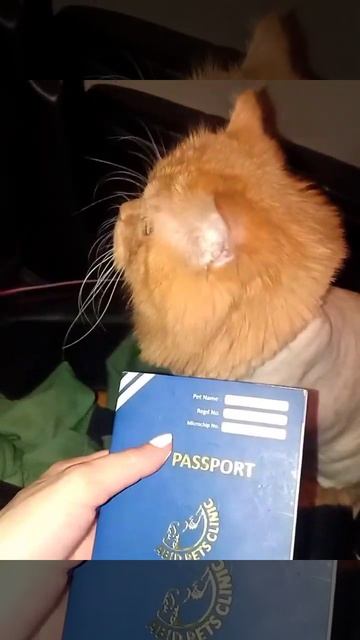 Funny video 😅 Cat passport 😍 Mistaken cat for a Lion 🦁 #funny #funnyvideo #funnyshorts смотреть онлайн