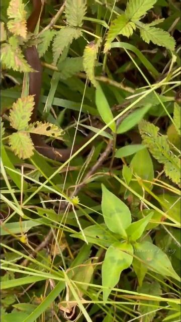黑頭蛇｜黑頭蛇的變異紅頭蛇｜生態觀察 смотреть онлайн