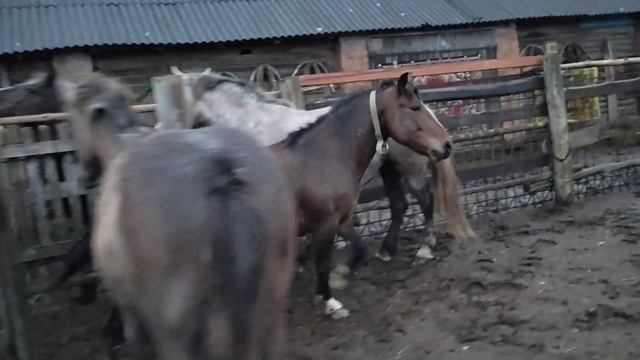 Жеребец заждался, кобыл пригнали с пастбище 👍 смотреть онлайн