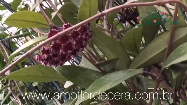 💚Hoya P. dark red💚 смотреть онлайн