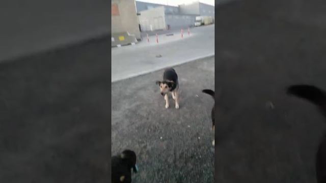 Полиэтиленовый пропускает ход. смотреть онлайн