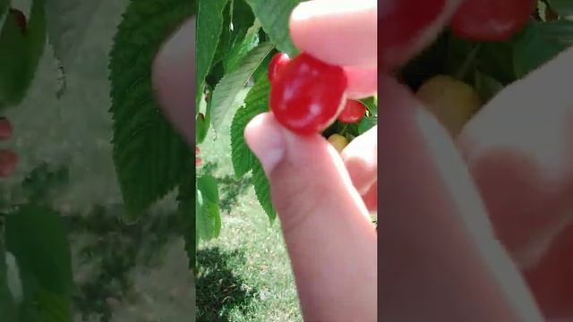 Η δοκίμη των κερασιών από την κερασιά μου !!! смотреть онлайн