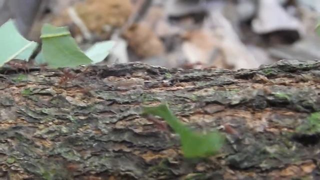 Leafcutter Ant, (Tribe Attini) смотреть онлайн