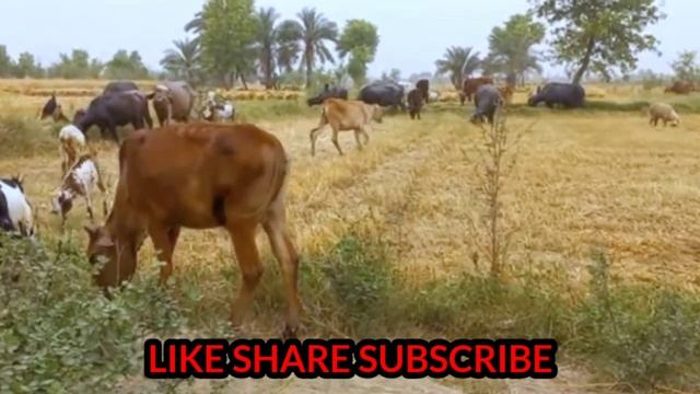 krycie koni zimnokrwistych sokólskish Sokol June 24,2022 donkey смотреть онлайн