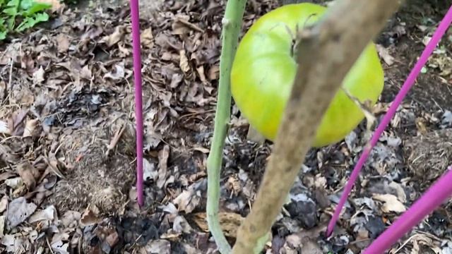BAKER CREEK Thorburn's Terra Cotta Tomato growing/harvesting/tasting/reviewing #bakercreek #tomato смотреть онлайн