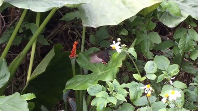 オオルリモンアゲハ / Papilio paris　台湾牛伯伯胡蝶園　2017/03/29 Butterfly of Taiwan, Xindian смотреть онлайн