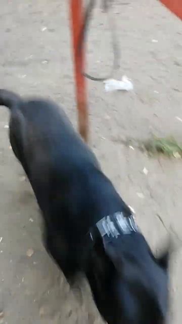 Симпатичная дворняга 6 лет (Cute mongrel 6 years old) смотреть онлайн