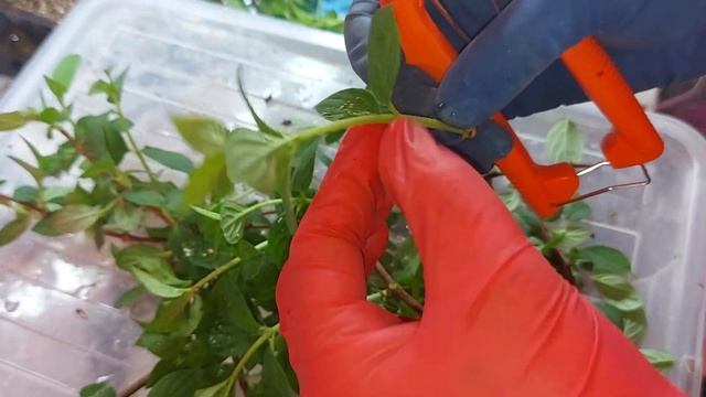 Черенковать гортензию с деревянной частью легко 🌱Комбинированное черенкование🌱 смотреть онлайн