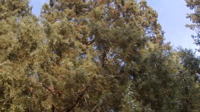 Juniperus occidentalis смотреть онлайн