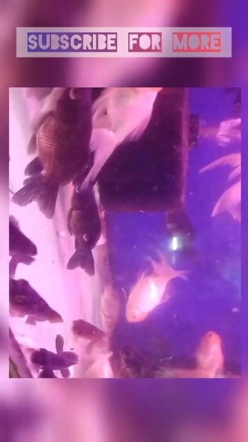 ❤️ Pink light fish tank set-up ✨ #shorts #shortsfeed #youtube #youtubeshorts #fish #aquarium #pets смотреть онлайн