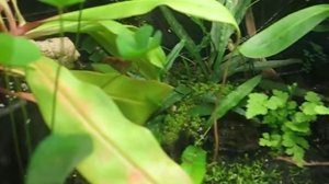 Vivarium
