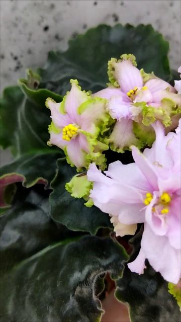 Фиалка БР-Лесной Дух спорт по листу