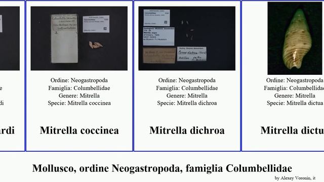 Mollusco, ordine Neogastropoda, famiglia Columbellidae mitrella columbella sulcomitrella seminella смотреть онлайн