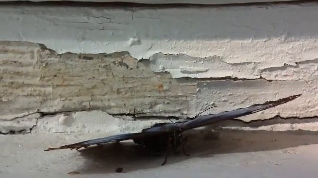 Blue Morpho Butterfly in Lancaster смотреть онлайн