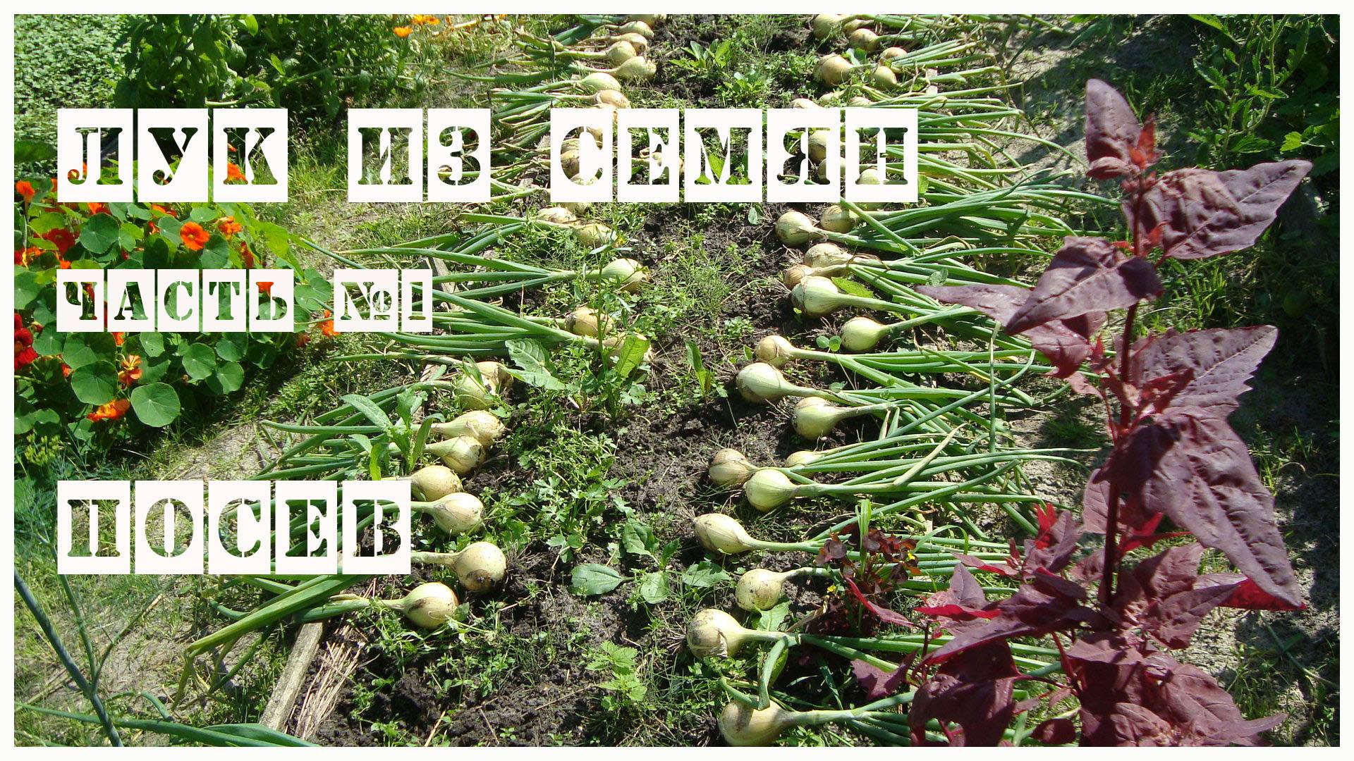 Лук из семян. Часть 1. Посев