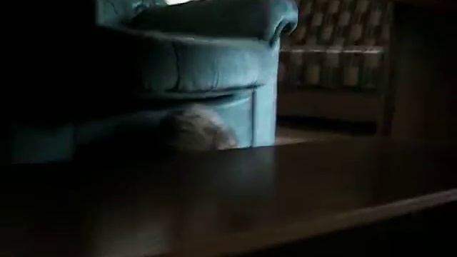 Kaķis un rotaļu HASKIJS :D смотреть онлайн
