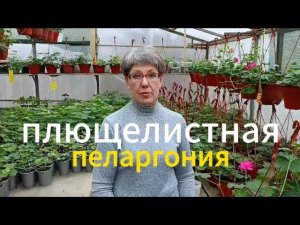 Стрижка и формирование плющелистной пеларгонии