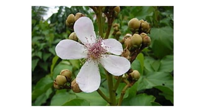 Điều nhuộm, Bixa orellana L. смотреть онлайн
