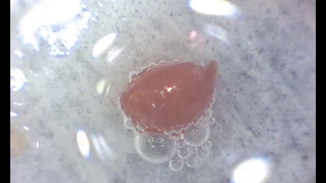(BXA) mite head emerges when borax water is introduced to mite смотреть онлайн