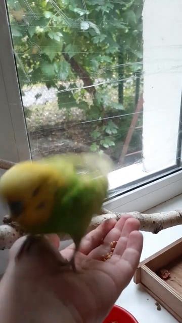 Волнистый попугай Тошик кушает корм ОБЖОРА! смотреть онлайн