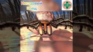 Клещ, голова не останется!