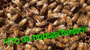💡 Чем Бакфаст лучше других пород? Секреты пчеловодства от Кашковского