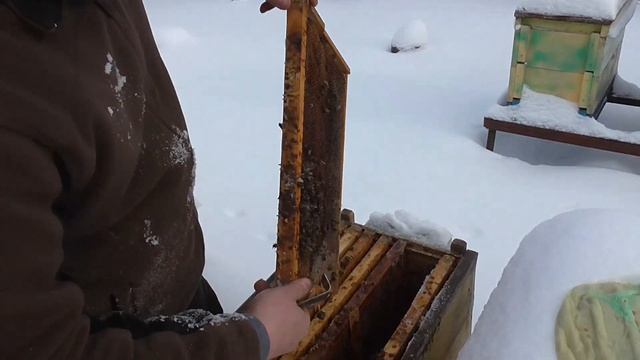 ПОТЕРИ НА ПАСЕКЕ!!! Раздаём мёд!!! смотреть онлайн