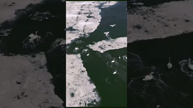 Летят Журавли, красивая природа смотреть онлайн