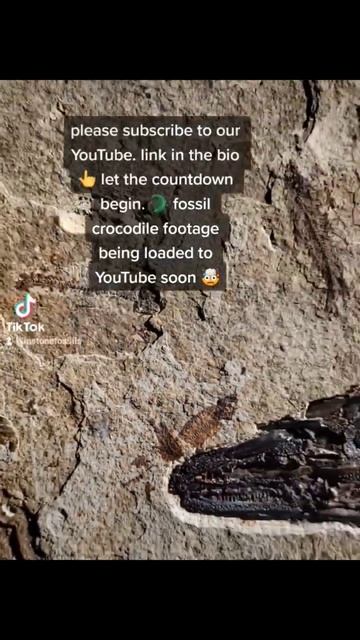 #fossil #gar #garfish #wow #fossilprep #gars #fish #fishing #fossils #interesting #teeth смотреть онлайн