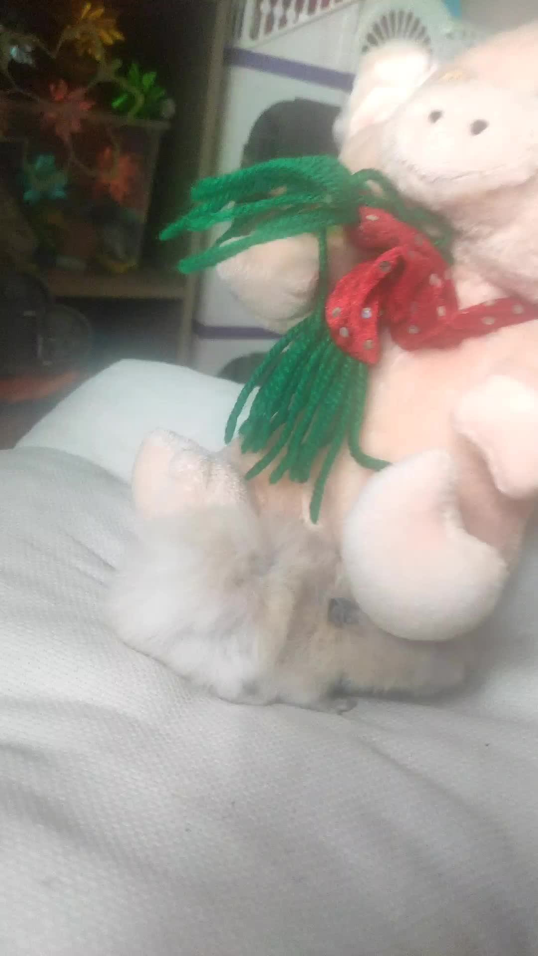 хомяк смотреть онлайн