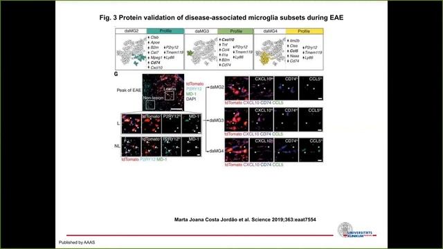 Single-cell Webinar: Building a transcriptional atlas of myeloid subsets during neuroinflammation смотреть онлайн
