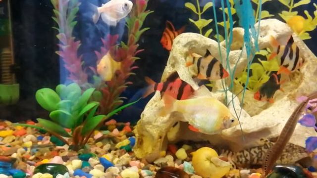 Барбусы суматранские смотреть онлайн