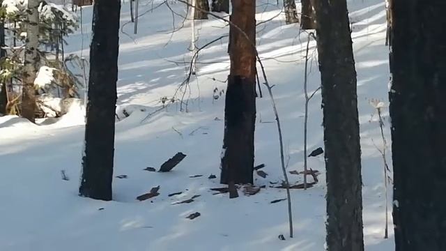 желна. красавец. смотреть онлайн