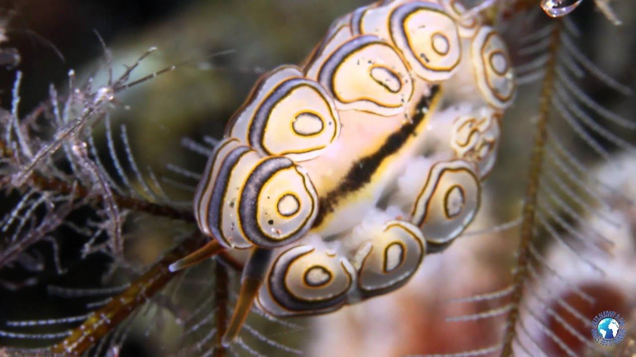 Tulamben Underwater Macro