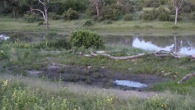 Djuma: Slender Mongoose - 18:57 - 01/11/21 смотреть онлайн