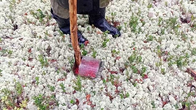 брусника.mp4 смотреть онлайн